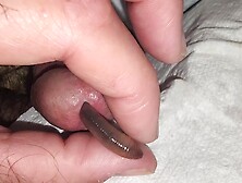 Worm In Cock Play