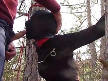 Tied to a tree on a sexy outfit,  masked and outdoor deepthroat with no mercy
