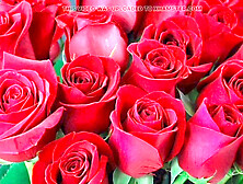 Beautiful mature mommy hotwife shares a steamy story in Bangla audio