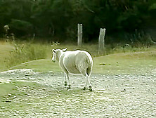 Cony's Girls - Nicky (Slender) 04