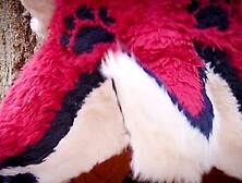 The Dog Days of Summer