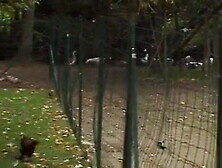 Sacrees Coquines 10-Vivienne Morillo