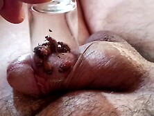 Larbas de escarabajo de patata comiendo mi polla