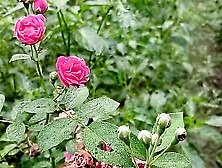 Village Hot Boy And Girl Sex Story Bangla