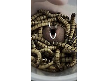 Feeding Time - Superworms