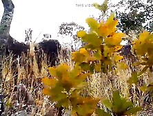 Voyage in the mountain