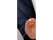 A cockroach eating his delicious meat stick breakf