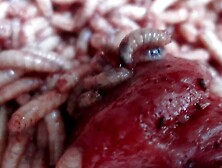 maggots enlarge the deep hole into cock head