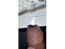 Let the cockroach have its meal on the rooster.