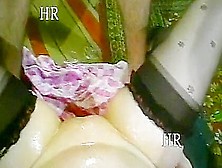 Amateur Swingers Video In Femmine In Calore Ieri E Oggi Vol