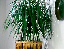 The Violation of Claudia (1977)