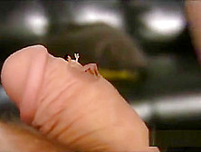 giantess blowjob cuckold