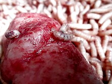 Maggots Enlarging The Hole Into The Cock Meat