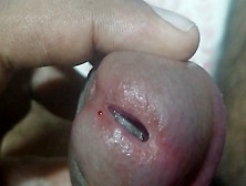 Unknown insect having a tug of war