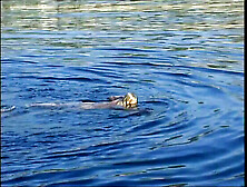 Anal Factor Vol. 2 Full Movie - Titus Steel,  Kelly Trump Big Tits Blowjob HD Vintage