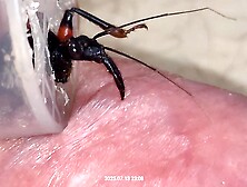 Assassin bug Long bite on dick vein