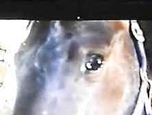 L'Amore e la bestia (1985)