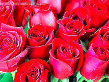 Fuck me now, bangladeshi