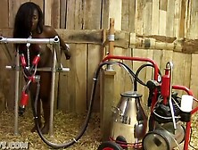 ebony hucows