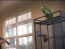 Parrot Is Sick Of Your Bullshit Violin!