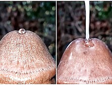 Watch Closely as Precum Seeps from my Dong Head in Extreme Closeup Precum Play