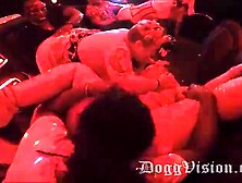 Dogvision bus: Big Ass,  Stripchat & Bbw Porn