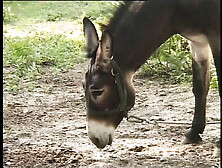 Rosalia catanese (Full sex tape HD version)