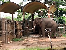 Elephants of Saigon. Vietnam