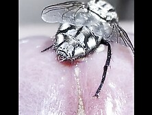 Fly give me 100 babies