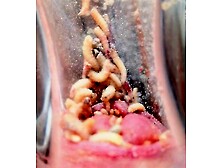 Full of Maggots.