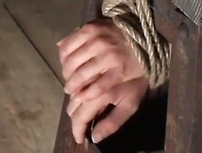 Insex - Farm And Outdoors