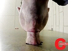 Campus Gloryhole 91 Meaty Ginger Pipe