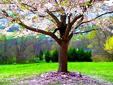 Secretly Watching Garden - Passionate Erotic Audio for Dudes by Eve's Garden