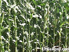 Little April featuring Petite Blonde and Little April's POV dirt