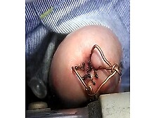 Black ants mining the dick hole.