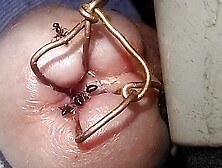 Black ants mining the dick hole.