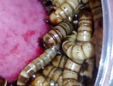 Superworms Feast On Head