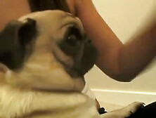 Sexxy Latin Sucks Dildo & Rubs Clit On Cam