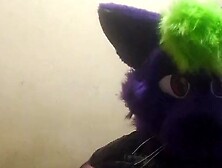 Big fat furry plays with massive belly