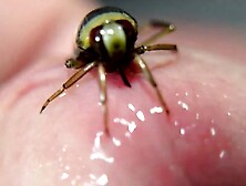 A water bug bites a dick