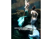 Mermaid freediveru2019s fishtail tangled on reef