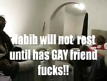 The Habib Springer Show!