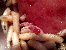 Maggots Work On Cock Head To Enjoy Meat