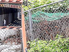 Cute Young Japanese teen In Uniform With Tiny Ass Fucked In Hotel (18+)