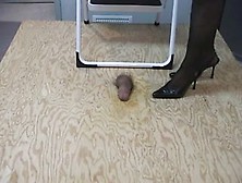 hotlegs- weenie trampling