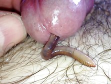 Worm Video 192