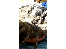 Sloppy car Head (Ssbbw Dreams)