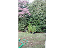 Gardener Dad Moving Plants,  Then Takes A Break For A Smoke