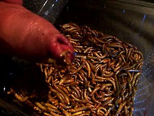 Mealworms