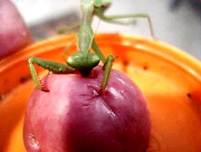 Mantis Feeding On My Cock Head